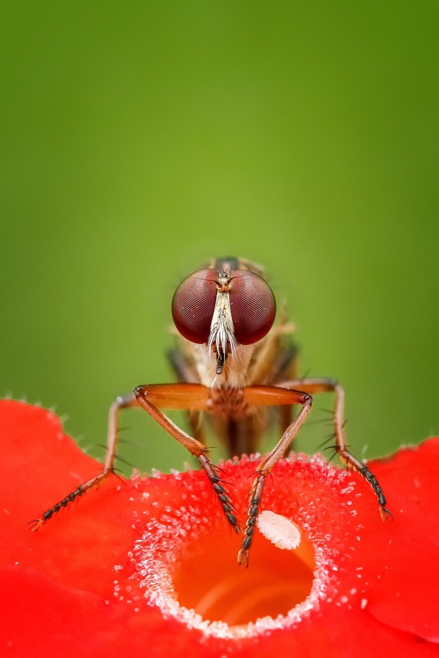 robber fly, fly, insect-1128177.jpg